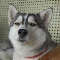FunnyWolf