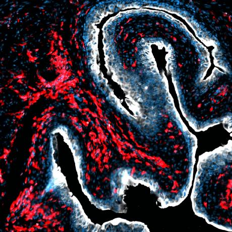 Immunodynamics-Engel-Lab