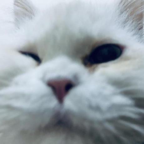Noz2