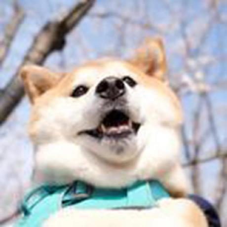 Qingyon-AI
