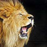 RoaringBitmap