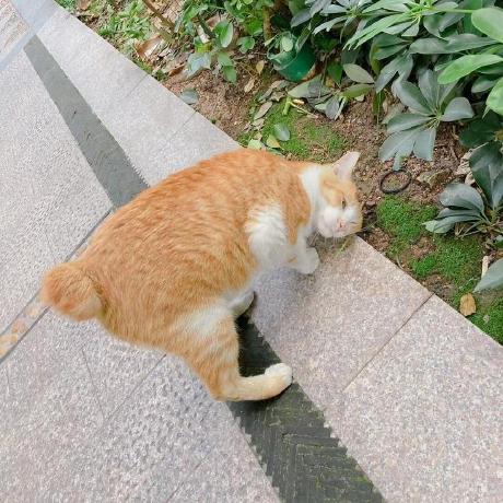 TachibanaYoshino