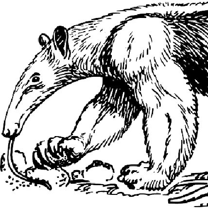 anteater