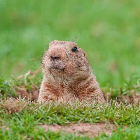 burrowers