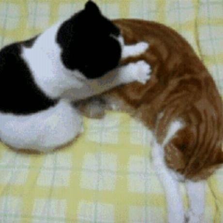 cat3399