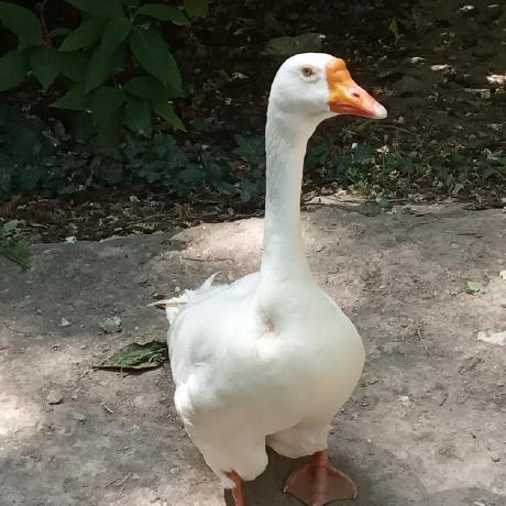 davidsvy