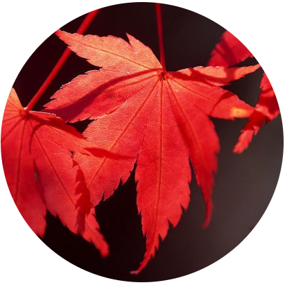 honmaple