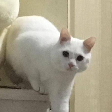 iotjin