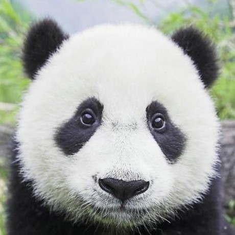 jindongwang