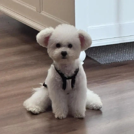 leo-lilinxiao