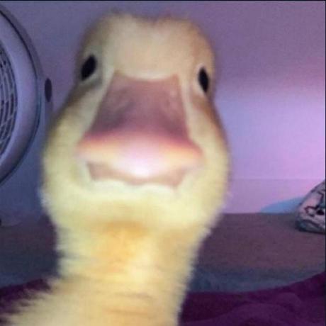 mdsrqbl