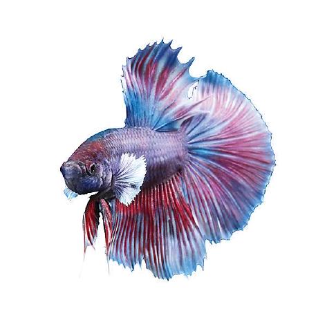 overcrash66
