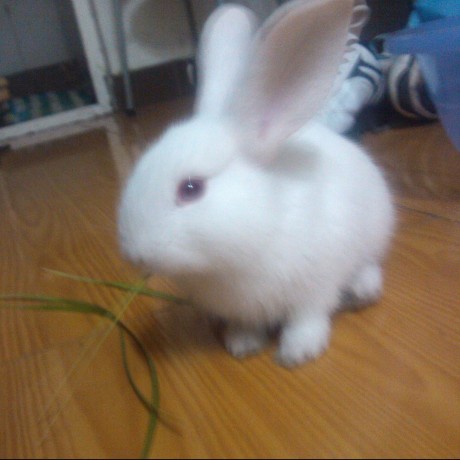 polyrabbit